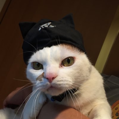 埼玉の猫さんのプロフィール画像