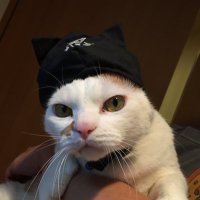 埼玉の猫(@shmorimo) 's Twitter Profile Photo