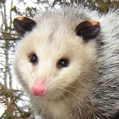AryaTheOpossum Profile Picture