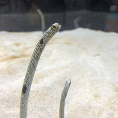 866eeLgt6Vxl1zn's profile picture. 漫画と初音ミクと龍宮城と…色々好きです！30↑🚺