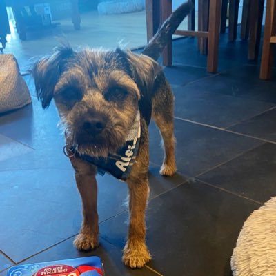 AlfietheBT's profile picture. I'm a Border Terrier living and loving life in the Lake District. Very proud #BTposse member. Born in 🏴󠁧󠁢󠁷󠁬󠁳󠁿 on 21/11/17