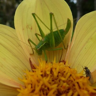 Making space for Nature 🐞🕷🦡 and giving unwanted,neglected rabbits their best life