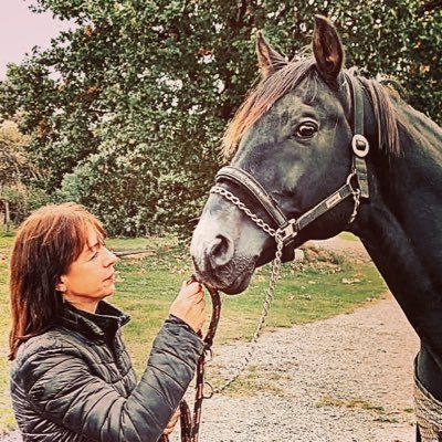 horse breeding, artifical insemination, international showjumping horses, approved sires, german horses, Zangersheide