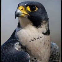 خالد الخالد (@rluknvkpgdpkahm) Twitter profile photo