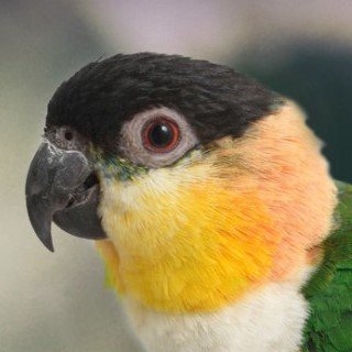 aParrrot's profile picture. How you do anything is how you do everything