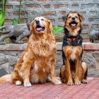 Jazz, the rescued golden and Kaiser the Menace(@RescuedGolden) 's Twitter Profile Photo