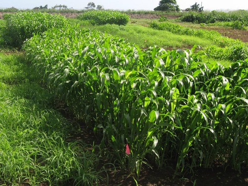 FarmnForages's profile picture. Agricultural Consulting and Contracting Company specializing in pasture and grazing management.