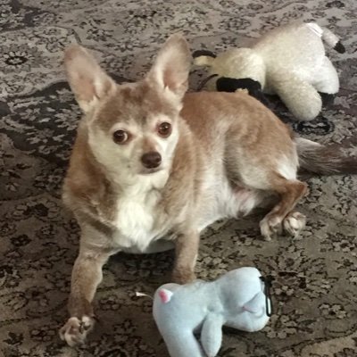 SpankyDecker's profile picture. My first account was stolen by a scammer