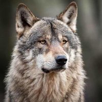 fiLOsoBO Feroz (@jjherreraq) 's Twitter Profile