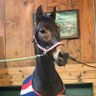 CeeKamie's profile picture. Corporate tax geek, animal lover, equestrian, Catholic. Happily married. I follow back! No DM’s!