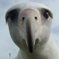 Albatross_Dad(@AlbatrossDad) 's Twitter Profile Photo