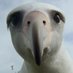 Albatross_Dad 🇬🇧 🏴󠁧󠁢󠁳󠁣󠁴󠁿 (@AlbatrossDad) Twitter profile photo