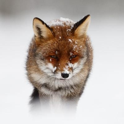 colat3ral's profile picture. 🇨🇵