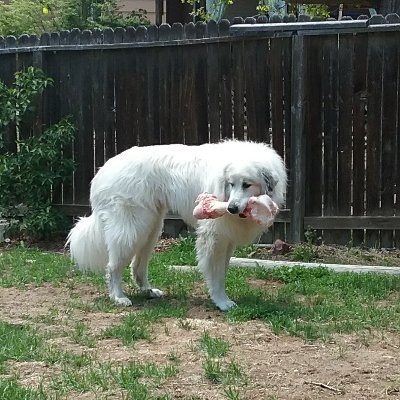 Chargers, Padres, USC, SDSU, Lakers, Clippers... Great Pyrenees 🐕