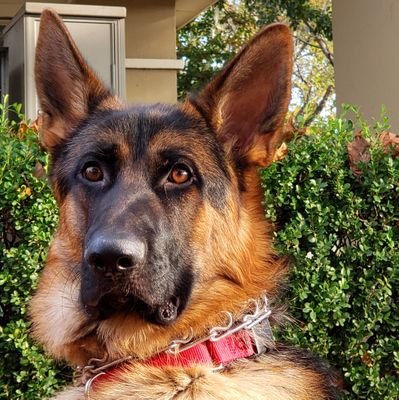 ApolloGsd's profile picture. Apollo Vom Alta-Tollhaus, naughty son of a 6x World VA Schutzhund champion. l love eating furniture, the house, & blueberries. @Kafkaesque_Blog is my hooman