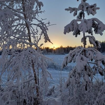 avaruusluotain's profile picture. no
