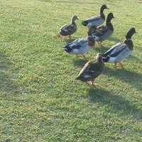 キーゴ (@teroichi) 's Twitter Profile Photo