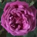 🦋I220e🦋 (@i220ei) Twitter profile photo 🦋I220e🦋 (@i220ei) Twitter profile photo