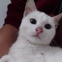 Fip Savaşçısı Rıfkı Paşa ✨ (@rifki_pasa) 's Twitter Profile