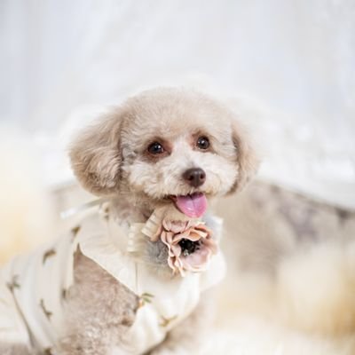 vn1938AP's profile picture. 11才トイプーあずき(セラピードッグ)、9才ヨーキーゆめ(繁殖引退犬)、16才クロ(実家猫)との日々 アマVN🎻弾き(キャリア長いが濃淡あり) 21年12月から室内楽サークル、22年5月レッスン再開 バロック音楽　寺嫁 義孫×5 たま～に着物でお出かけ👘 編み物&刺繍&ソーイング