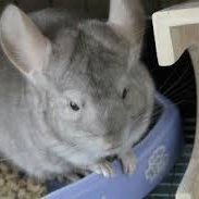 animalvideo232 (@animalvideo232) Twitter profile photo