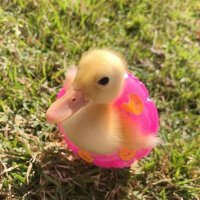 why you should have a duck 🦆(@shouldhaveaduck) 's Twitter Profile Photo