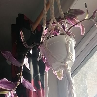 pinkboicheck's profile picture. scream