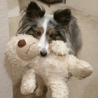 Sheltie Zen Rescue, Inc. is a 501c3 foster home based rescue for shelties.