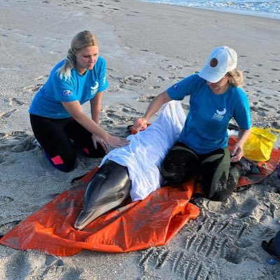Studying ecology and health of estuarine bottlenose dolphins, and researching whales and dolphins through stranding response along 40% of Florida's east coast.