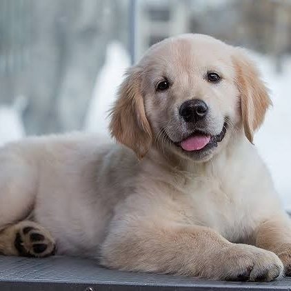 趣味垢ですw　
犬好きの30代紳士です✨