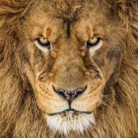 Kingvic84 (@kingvic84) 's Twitter Profile Photo Kingvic84 (@kingvic84) 's Twitter Profile Photo
