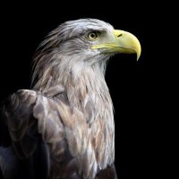 حيدر العبيدي (@hydralbydy61) 's Twitter Profile Photo