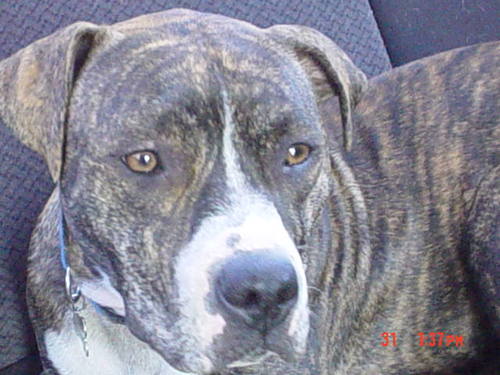 caboodle775's profile picture. 