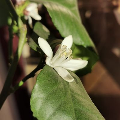 lara_ladte's profile picture. 