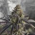 SovietStoner (@sovietstoner) Twitter profile photo SovietStoner (@sovietstoner) Twitter profile photo