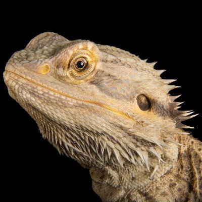 Papa__Dragon Profile Picture