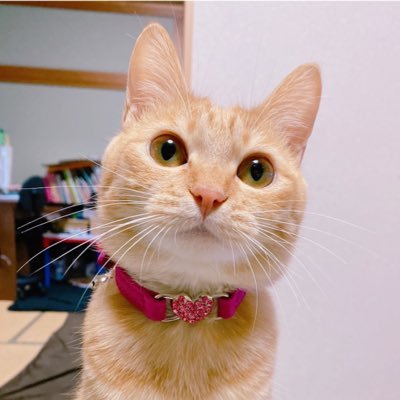 茶トラのおんなのこ3匹と暮らしています🎀 ミミ♡ナビ♡クム♡ よろしくおねがいします🐈🐈🐈🤍 #猫 #保護猫 #茶トラ猫