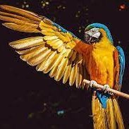 #Earth #Nature #wildlife #biodiversity #ProtectAnimals
If you love animals, pls follow me. I will share some stunning photos.