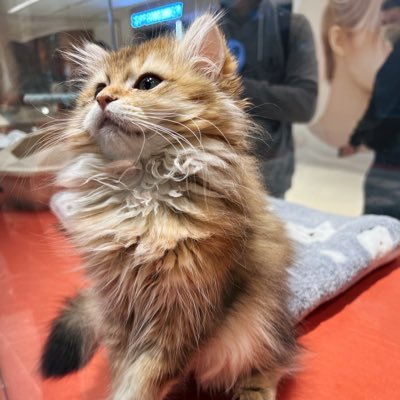 chuxuandamowang's profile picture. 定位 月球