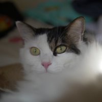 ふっさふさっ (@sz_et6) 's Twitter Profile Photo ふっさふさっ (@sz_et6) 's Twitter Profile Photo