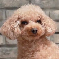๊น๋ฏธ์ธ๐ธ (@gimmesseom) 's Twitter Profile