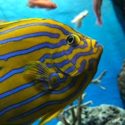 meimeiandosushi's profile picture. 