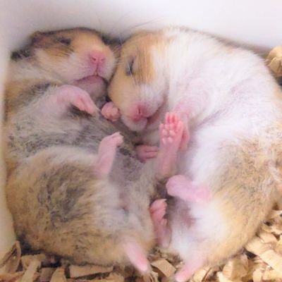 るるるん (@rururumham) / Posts / X