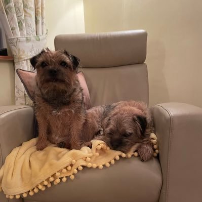 We are Scooter and Pepper, border terriers who love noms, barking at nothing, chasing ratties and keeping our hoofamily busy.  Fleet, Hampshire, UK