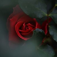 ؏ـــفـــافـﮯ (@rose_bladi) 's Twitter Profile Photo ؏ـــفـــافـﮯ (@rose_bladi) 's Twitter Profile Photo