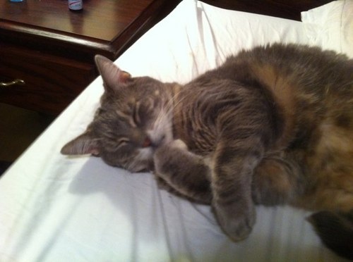 bradleybowler's profile picture. 