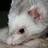 Lopmeister's profile image