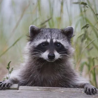 Do you want to melt your Heart? 💞
Daily dose of cutes #raccoon post 🦝
So If you love raccoon don’t forget to follow us