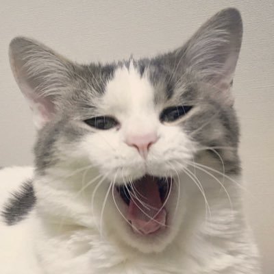 namico's profile picture. 猫と酒でできてます。食べながら他の食べ物を夢想するのが趣味。おうち大好きマン。GPTsにはまってます。