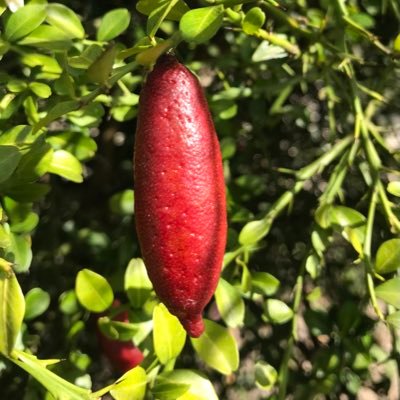 The Citrus improvement program using Australian Limes at the University of Florida